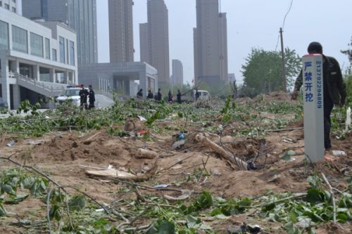 滨州市某道路大量树木被砍殃及多条地下光缆