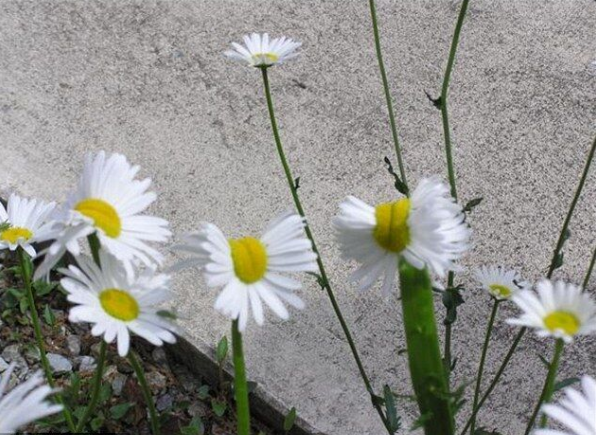 福岛核电站附近发现双头四茎雏菊引起热议