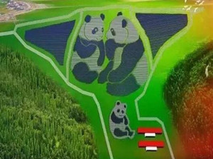 全球首个熊猫电站在山西大同正式投入运营 全球首个熊猫电站在山西大同正式投入运营